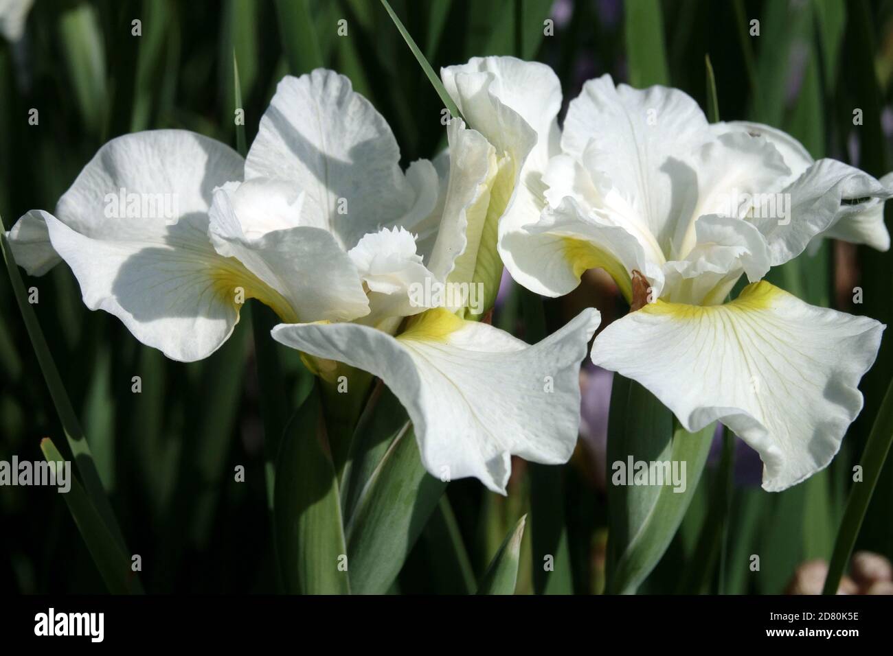 Iris blanc fleur sibirica 'Harpswell Happiness' fleurs blanches Iris sibérien, Iris blanc fleurs sibirica Banque D'Images