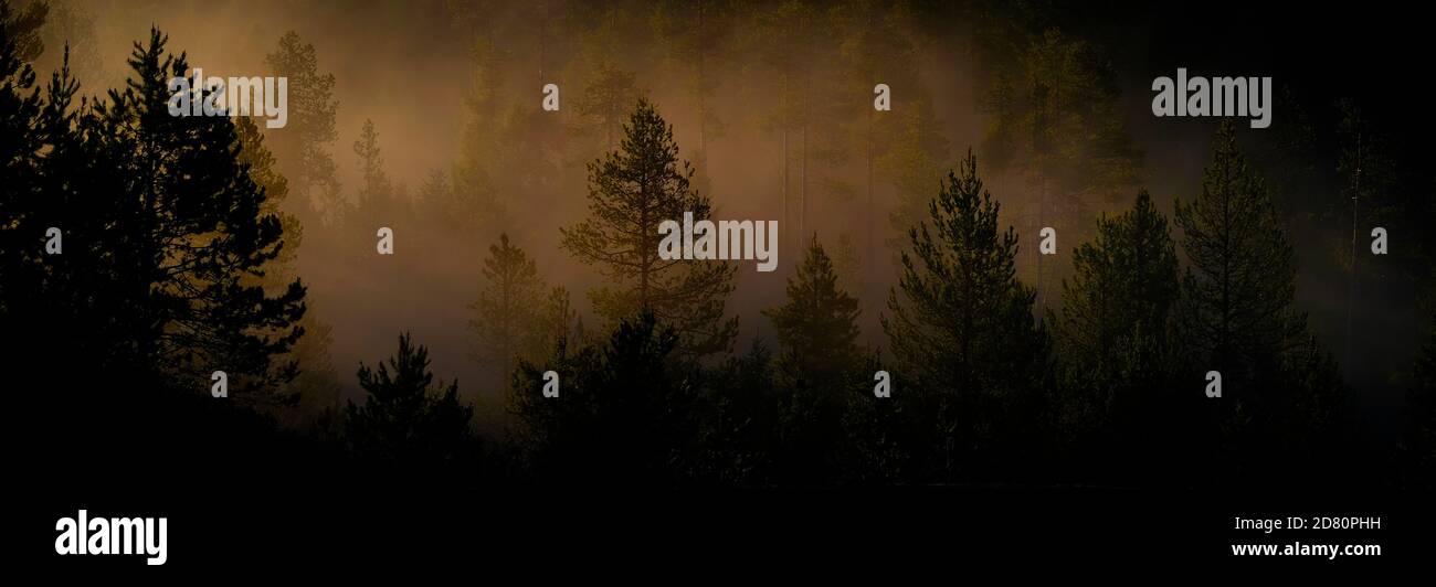 Rayons de soleil rayons de soleil se diffusant à travers les pins dans la forêt avec de la buée chaleur matinale du brouillard Banque D'Images