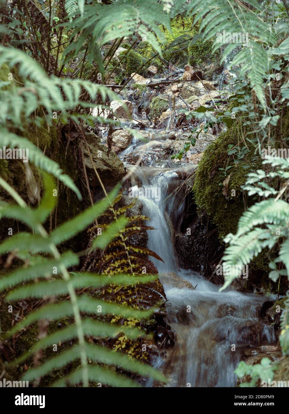 Petit ruisseau à la Cummbrecita, Cordoue, Argentine Banque D'Images