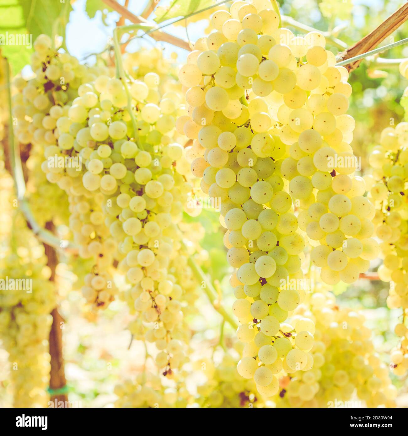 Gros plan de vignes blanches dans un vignoble de Toscane, Italie Banque D'Images