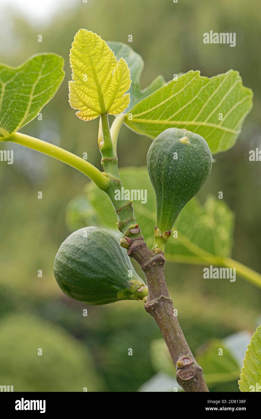 Immature mais gonflement des fruits avant mûrissement sur une petite variété de figuiers 'Brown Turkey' avec de jeunes feuilles fraîches, Berkshire, juin Banque D'Images