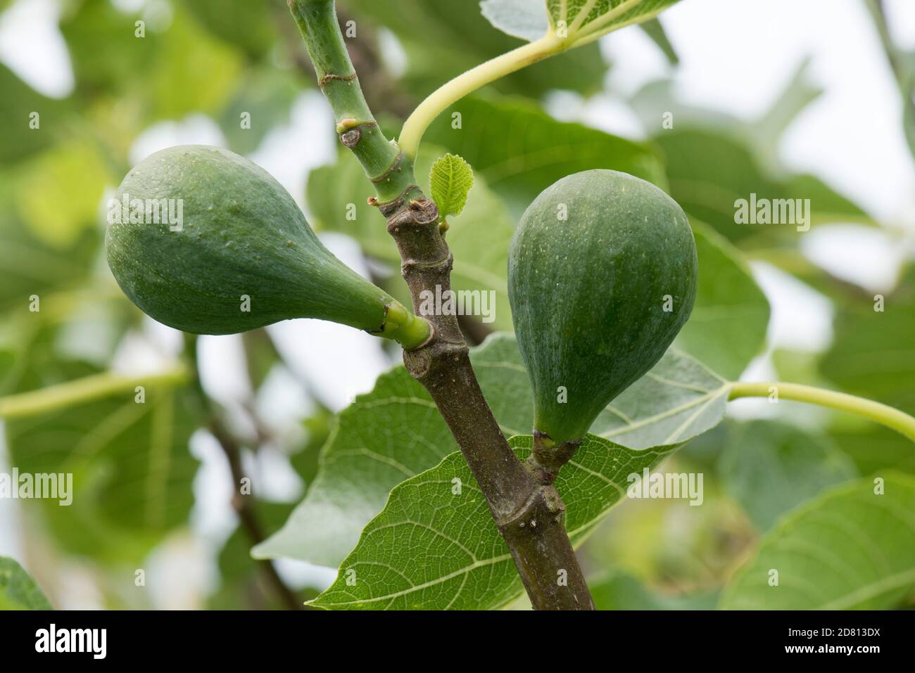 Immature mais gonflement des fruits avant mûrissement sur une petite variété de figuiers 'Brown Turkey' avec de jeunes feuilles fraîches, Berkshire, juin Banque D'Images