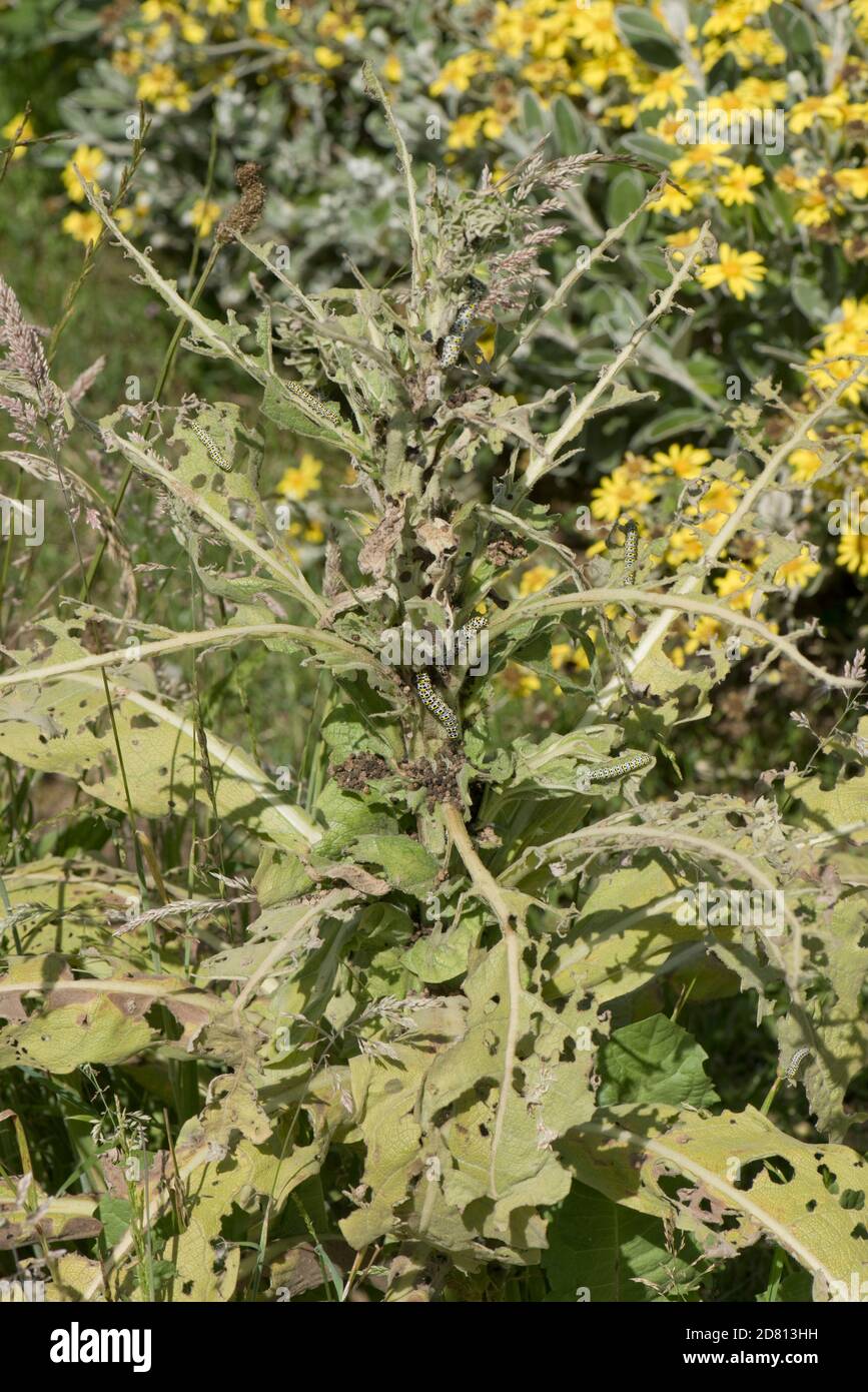 Plante de mulléine (Vebascum spp.) arraché par des chenilles de mulléine (Cuculllia verbasci) dans un jardin sauvage, Berkshire, juin Banque D'Images