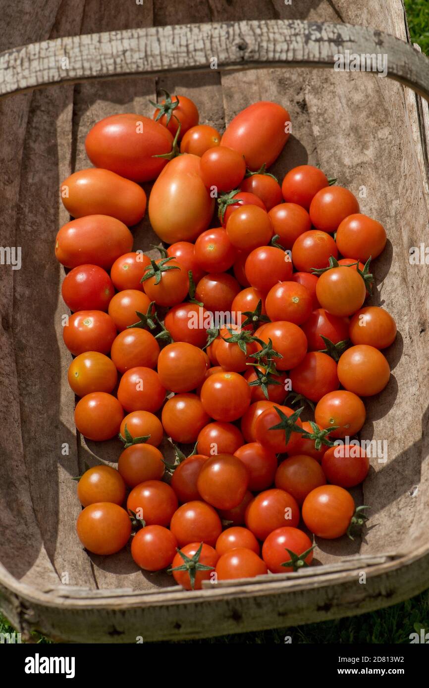 Tomates cerises en serre variété 'Sweet million' et tomates prune La variété 'Roma' a fait partie d'un trugg Banque D'Images