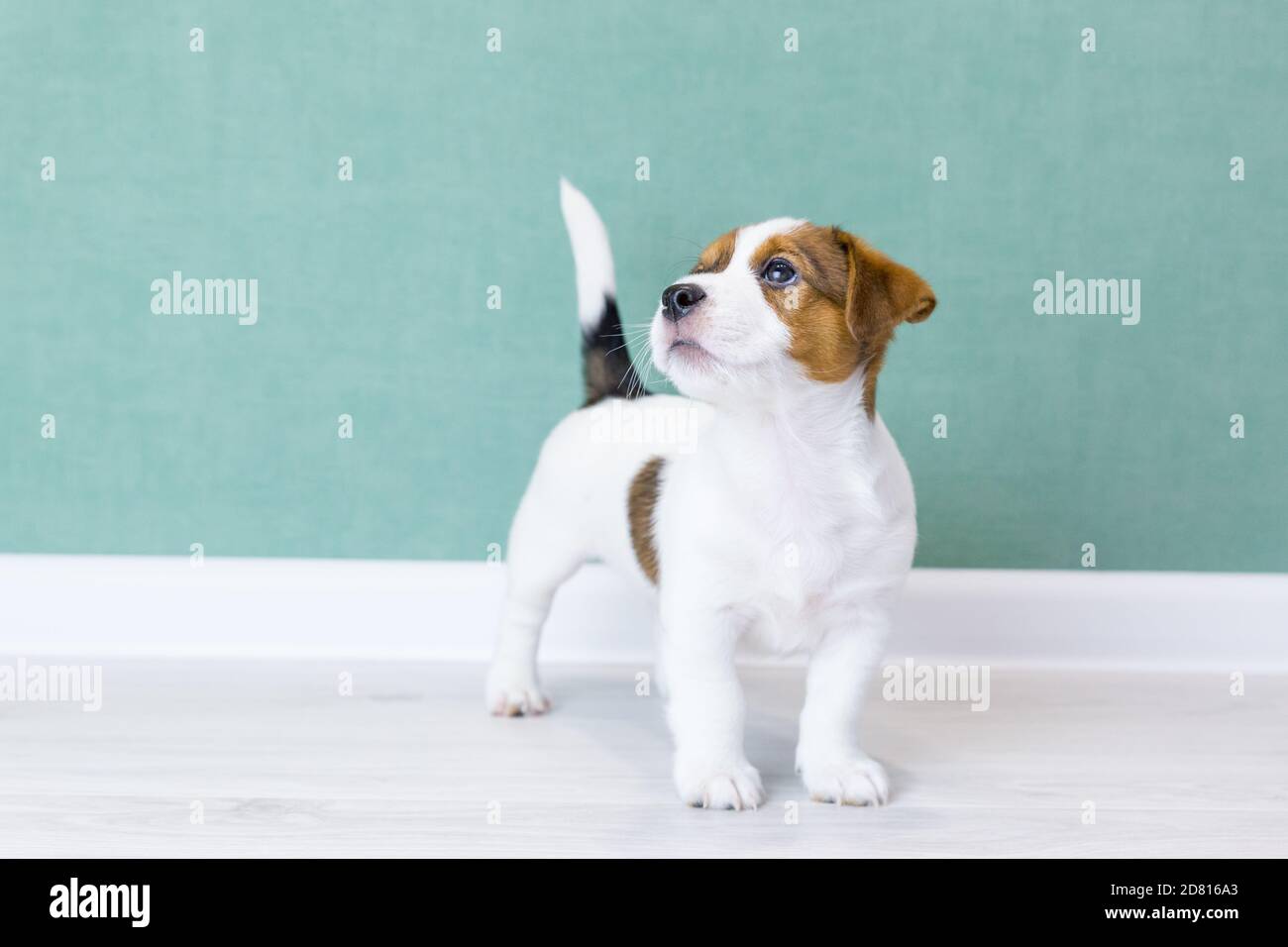 Un magnifique chiot Jack Russell Terrier blanc aux taches brunes est  debout, regardant vers le haut, la queue est vers le haut sur le fond d'un  mur vert. Dressage de chiens Photo