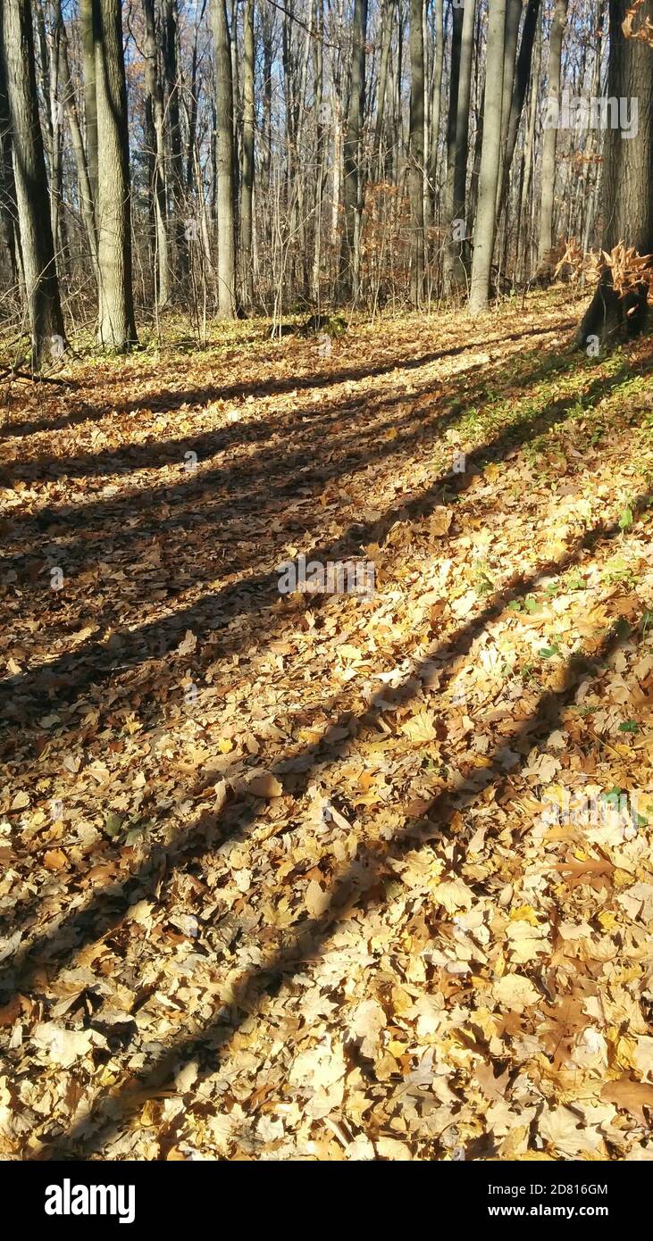 Sentier recouvert de feuilles dans la zone de conservation de Rattlesnake point Banque D'Images
