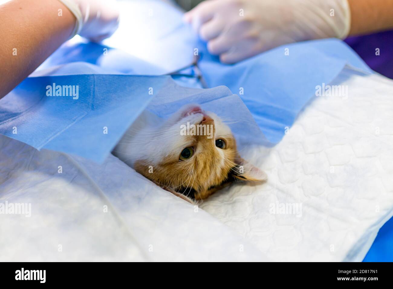 Gros plan chat sur la table d'opération et chirurgie vétérinaire. chirurgie abdominale chez le vétérinaire Banque D'Images
