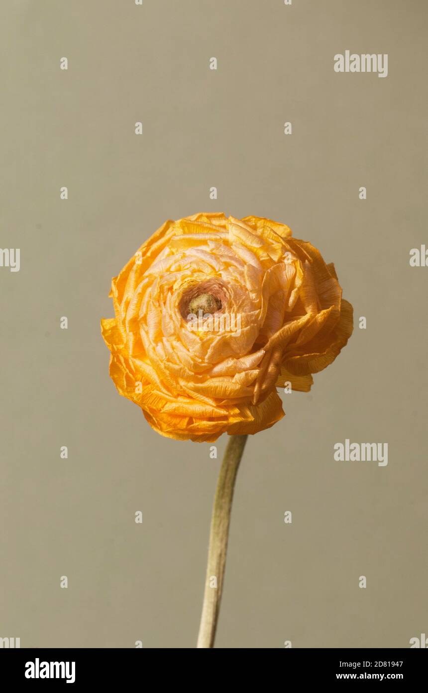 Fleur de Ranunculus sèche, gros plan, mise au point locale Banque D'Images