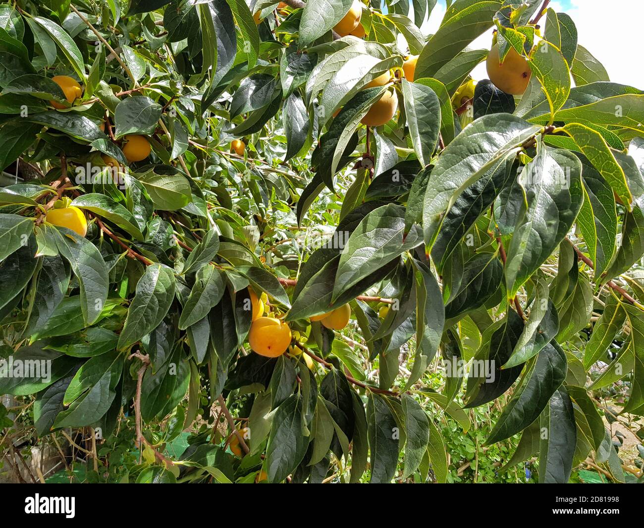 diospyros-kaki-lycopersicum-banque-de-photographies-et-d-images-haute