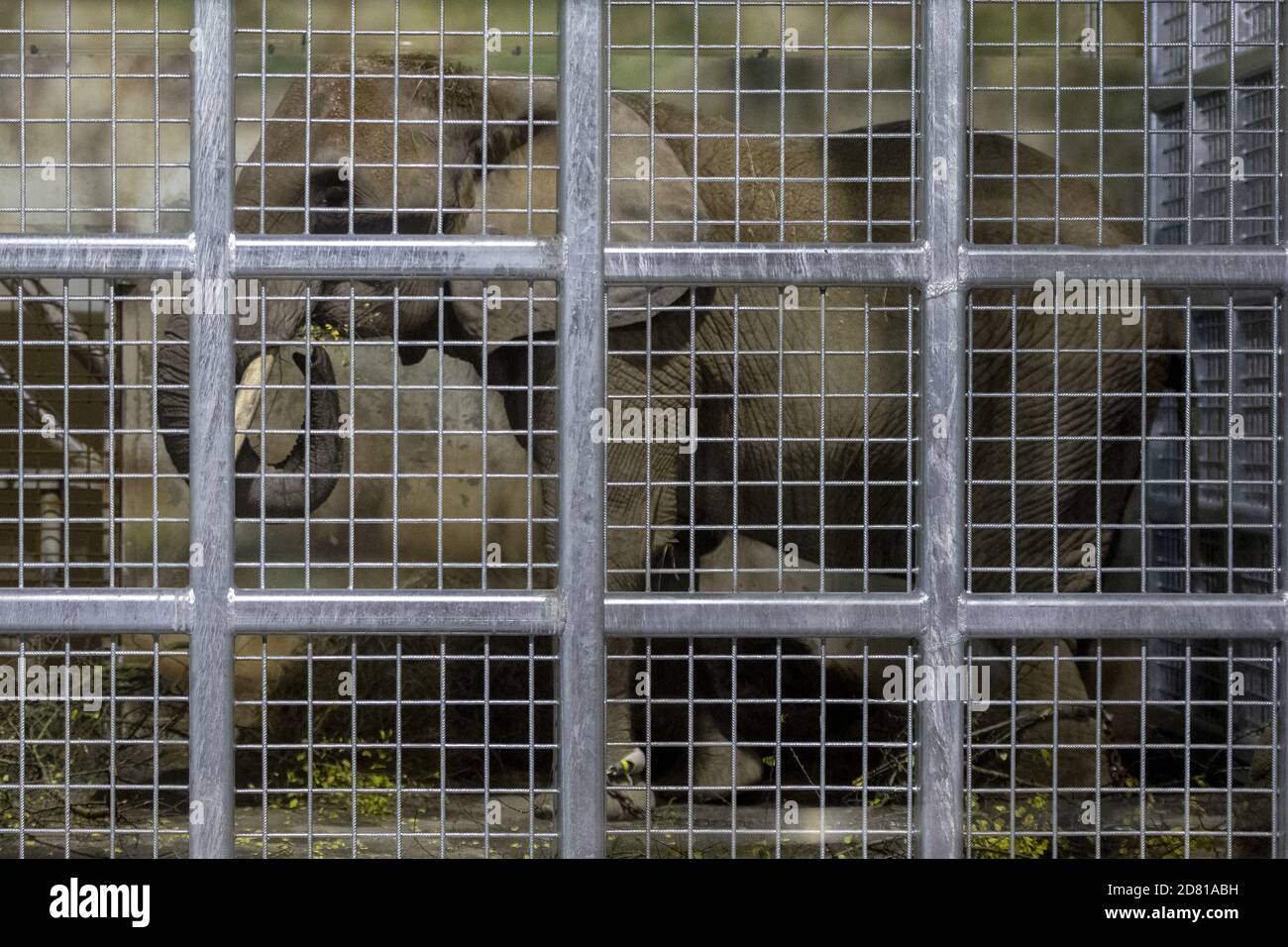 Drumbo, l'éléphant d'Afrique de 46 ans du zoo de Schönbrunn à Vienne, est arrivé au zoo de Dvur Kralove, République tchèque, le 23 octobre 2020. Le zoo de Dvur Kralove s'est spécialisé dans les espèces africaines en général, gardant les éléphants africains depuis 1969. L'arrivée de Drumbo est d'enrichir la vie sociale des femmes locales Saly et Umbu, qui ont 38 et 39 ans. (CTK photo/David Tanecek) Banque D'Images