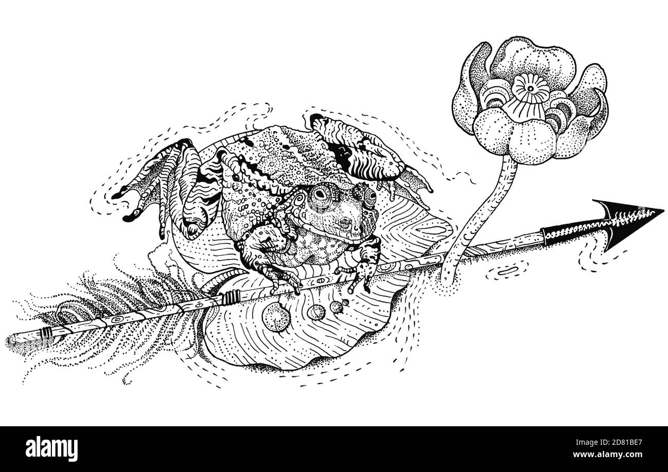 La princesse grenouille. L'amphibien se trouve sur une feuille de nénuphars et tient une flèche. Conte de fées russe. Illustration de stylo à encre dessinés à la main, isolée en noir sur blanc. Banque D'Images