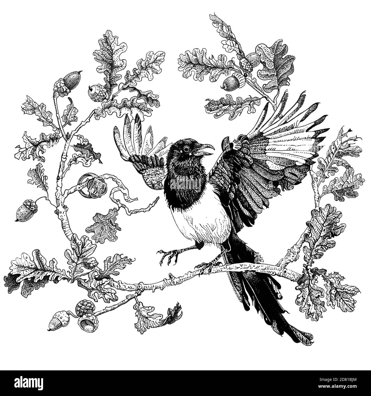 Magpie sur une branche de chêne. Oiseau rabats ses ailes. Illustration de stylo à encre détaillée dessinée à la main, isolée en noir sur blanc. Imprimé t-shirt, motif tatouage Banque D'Images