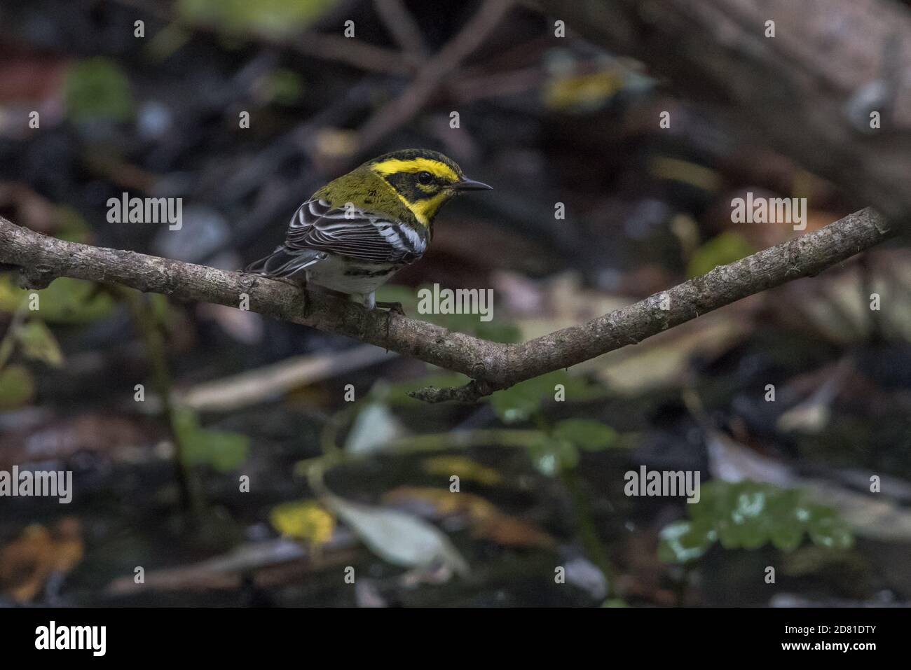Paruline de Townsend (Setophaga townsendi) un petit songbird de la partie ouest de l'Amérique du Nord. Banque D'Images