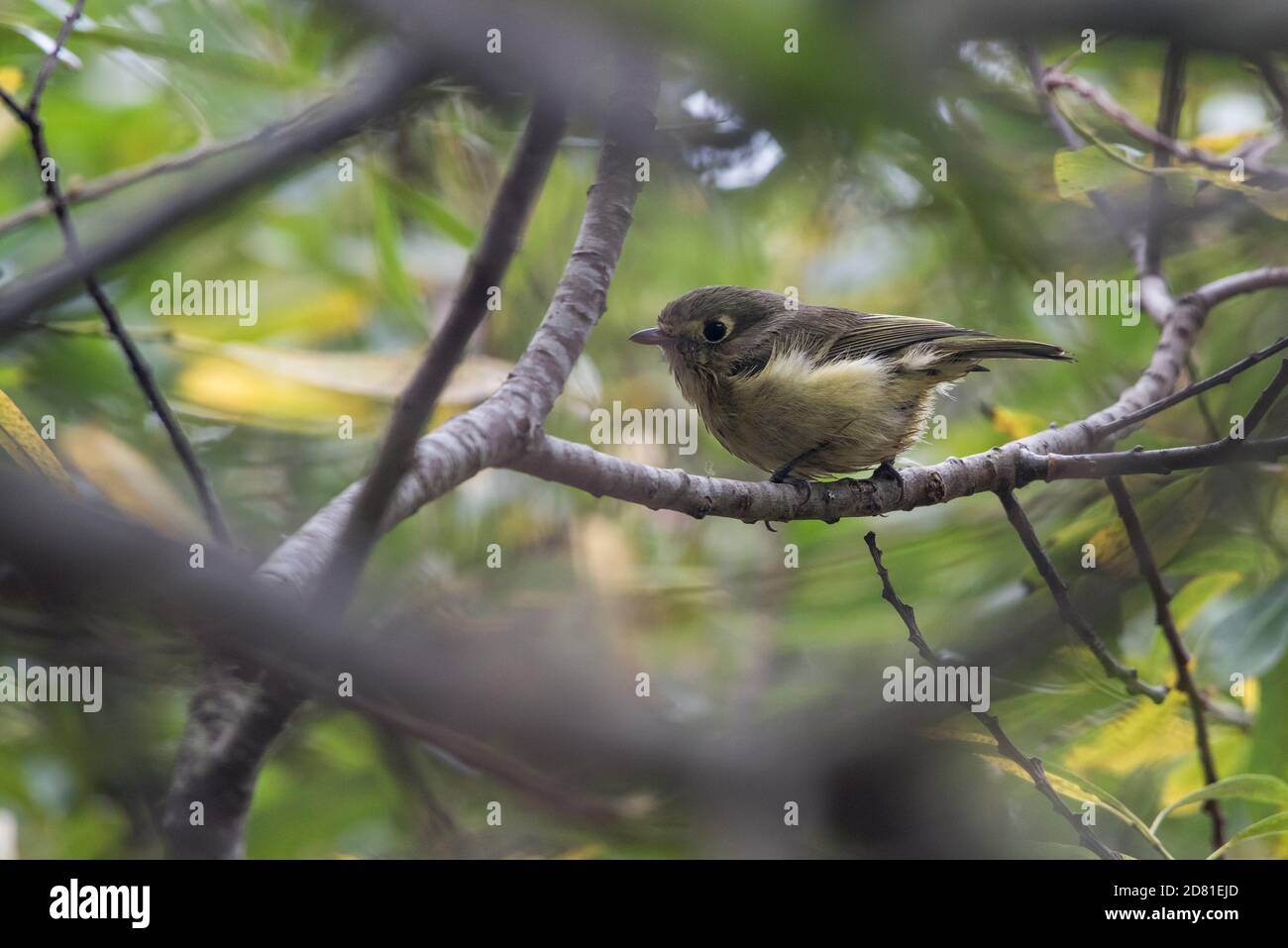Vireo de Hutton (Vireo huttoni), un petit oiseau de mer de la côte ouest de l'Amérique du Nord, perche dans la canopée forestière. Banque D'Images