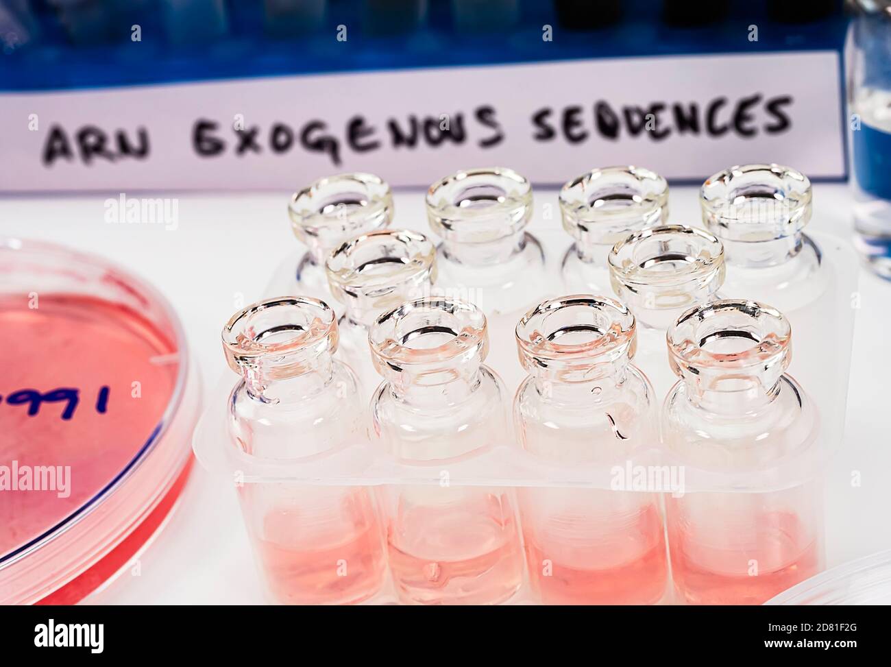 Flacons d'étude de séquence d'ARN exogène sur le virus SRAS-COV-2 en laboratoire, image conceptuelle Banque D'Images