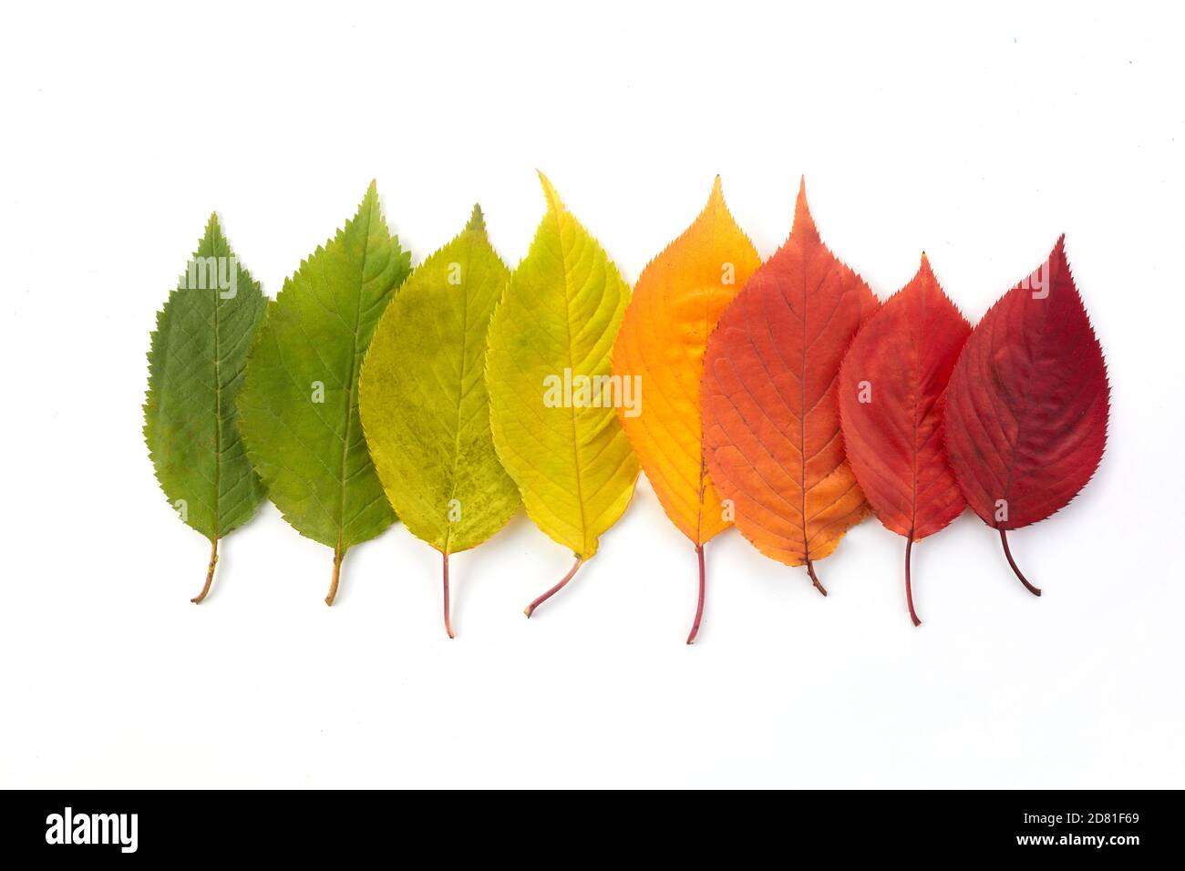 L'automne laisse un dégradé de couleurs arc-en-ciel. Concept de changement de saison d'automne. Banque D'Images