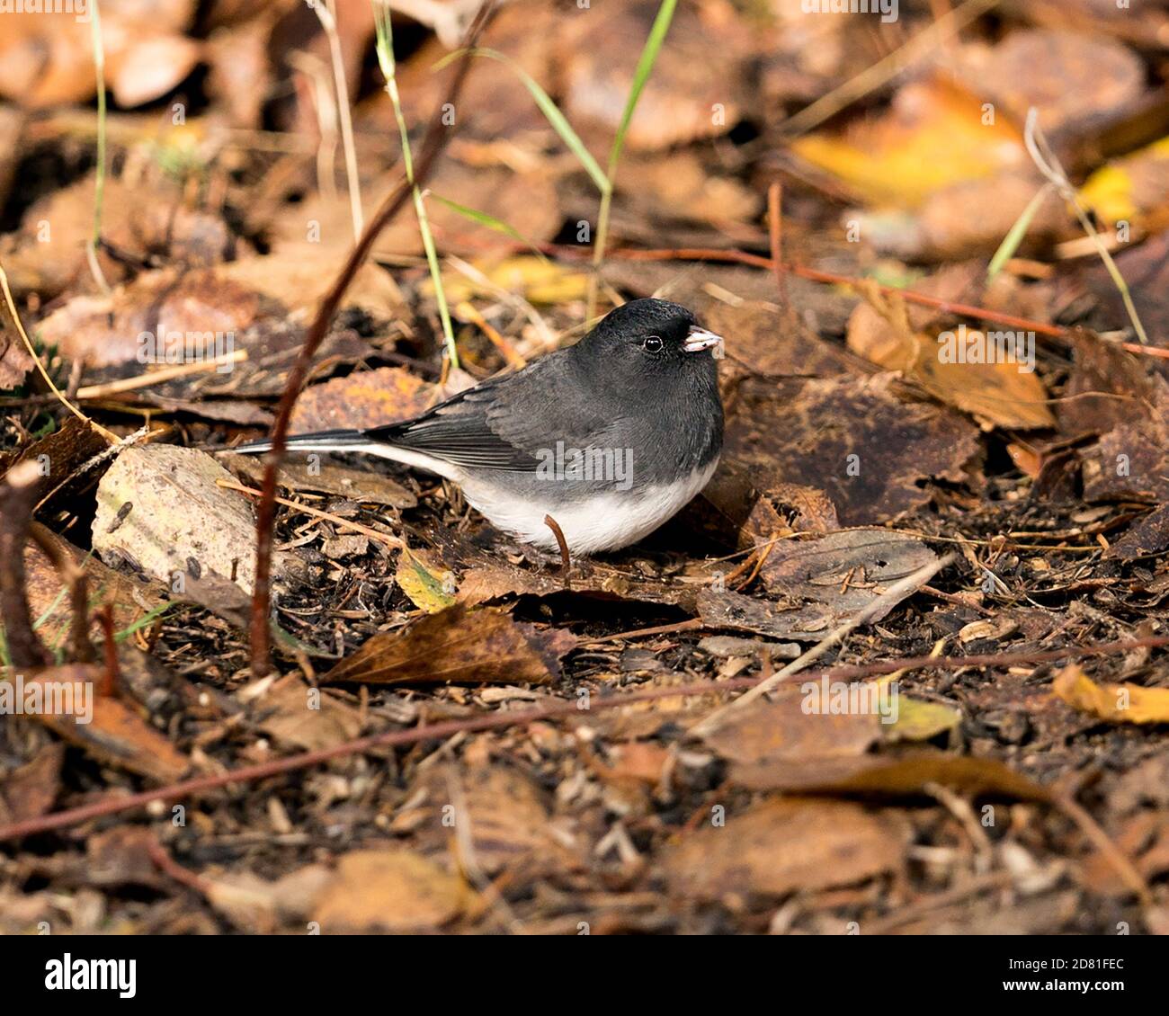 Vue en gros plan de Junco sur le sol avec des feuilles brunes pendant la saison d'automne dans son environnement et son habitat. Photo Junco aux yeux sombres. Image. Banque D'Images