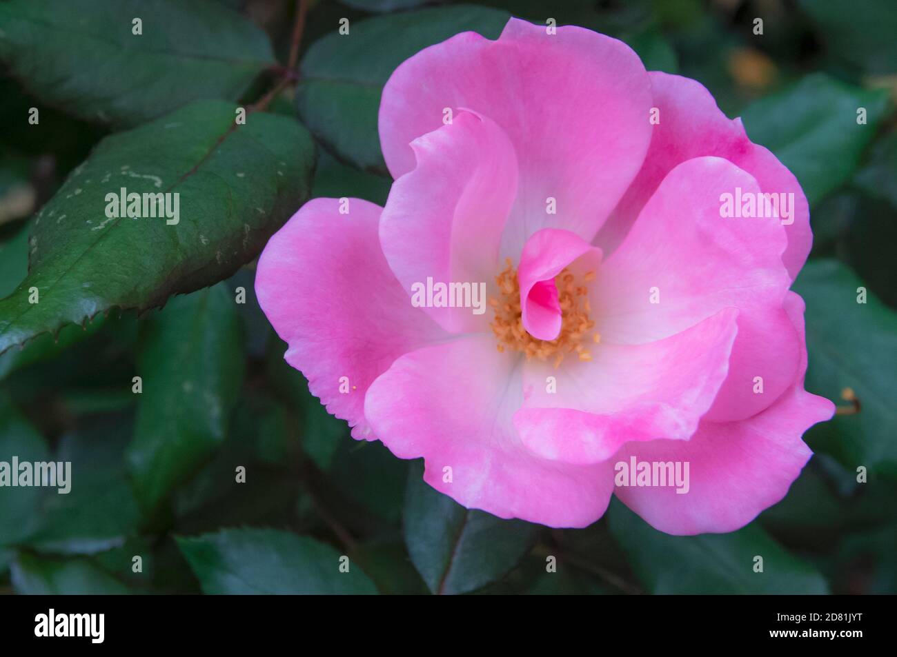 Une arrière-cour aux fleurs tardives s'est levée en automne Banque D'Images