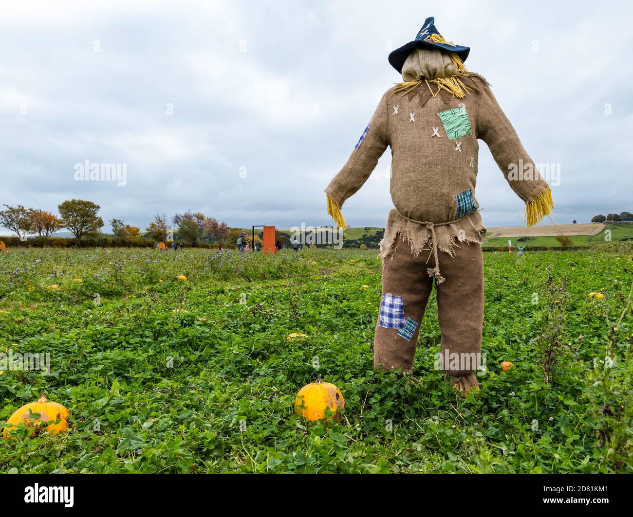 Scarecrow dans le champ de citrouille, Kilduff Farm, East Lothian, Écosse, Royaume-Uni Banque D'Images