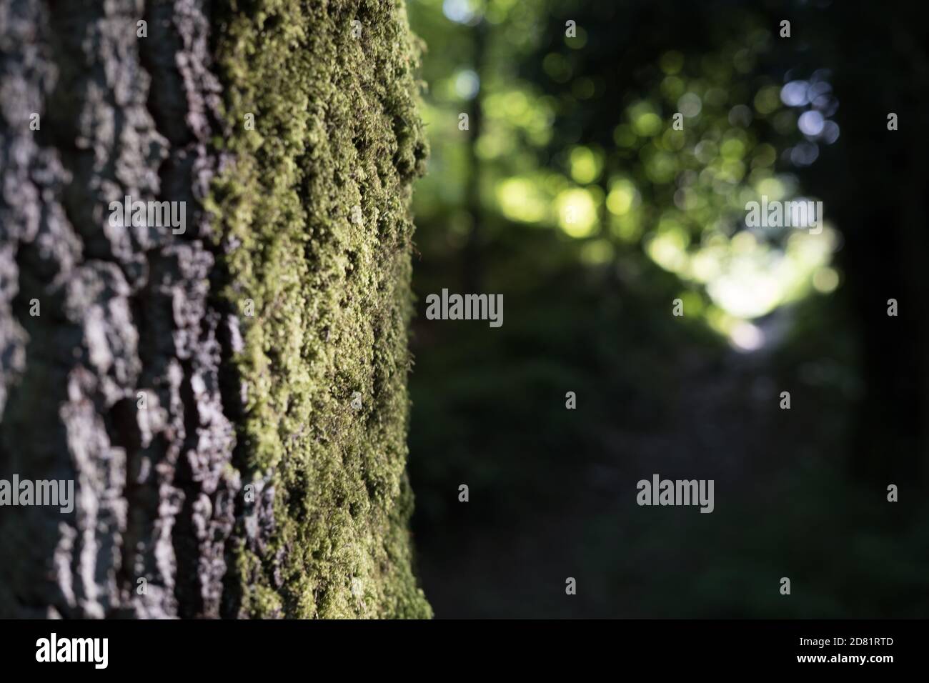 Un vieux chêne ( Quercus robur ) couvert de mousse verte menant à l'oeil le chemin tranquille de la forêt dans le tunnel du feuillage, Devon, Angleterre. Banque D'Images