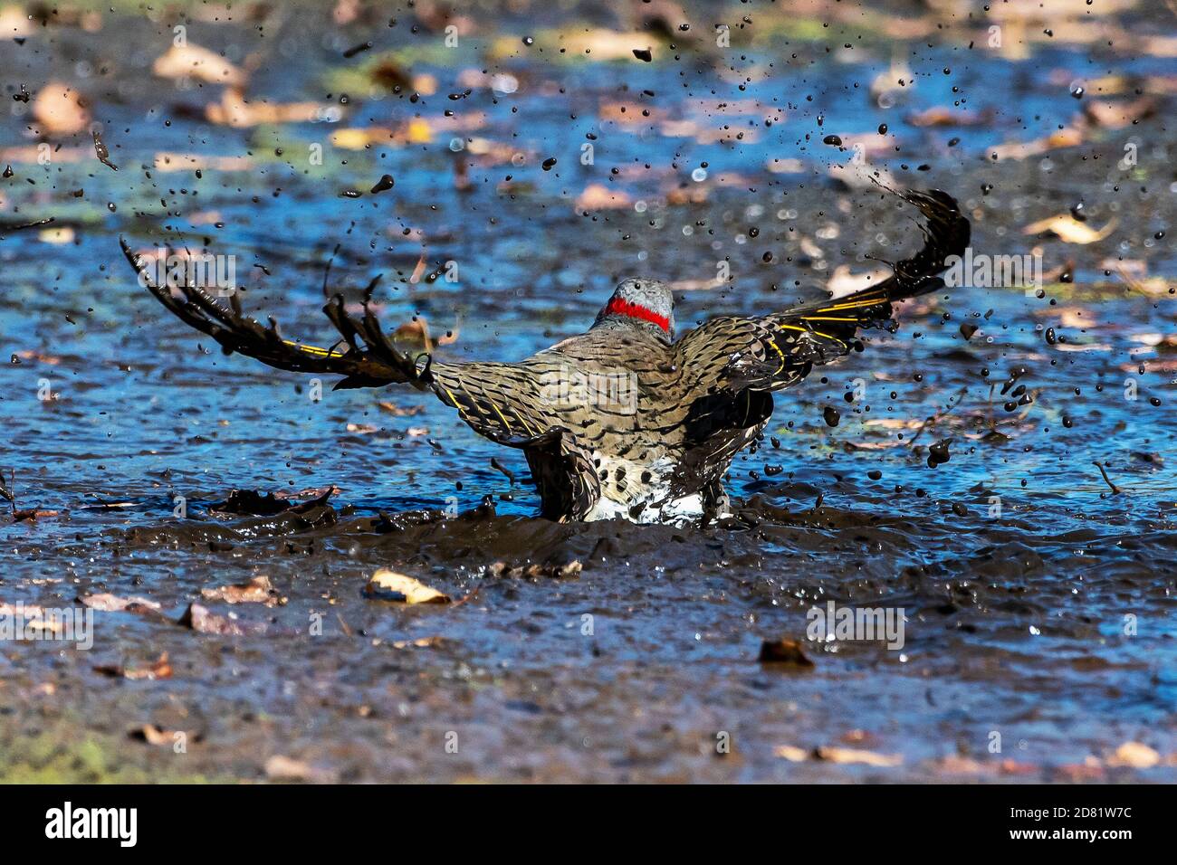 Bain de scintillement nordique dans l'eau boueuse en automne Banque D'Images