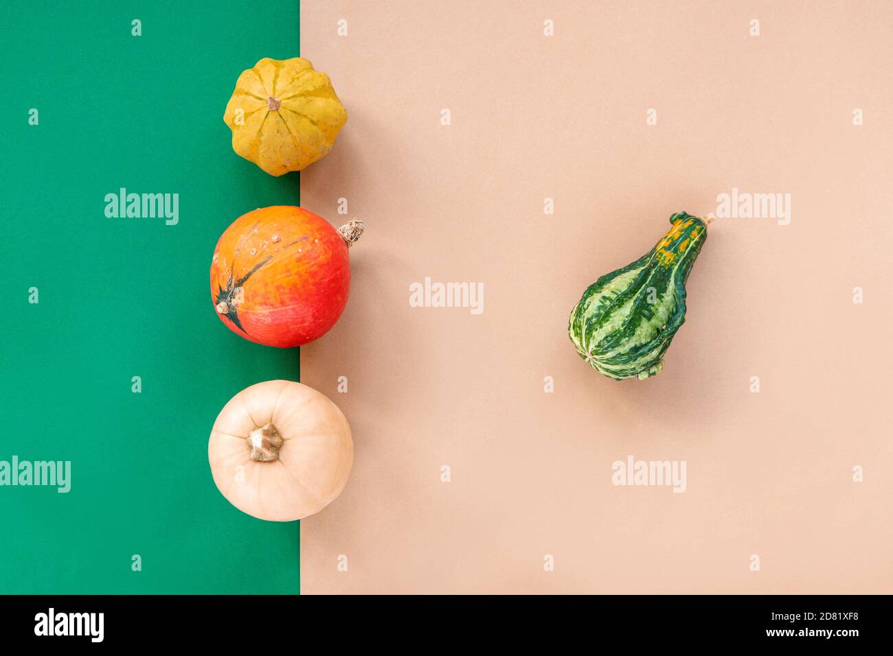Citrouilles et squashes de différentes formes sur fond vert et beige. Vue de dessus, plan d'appartement. Concept de Thanksgiving. Banque D'Images