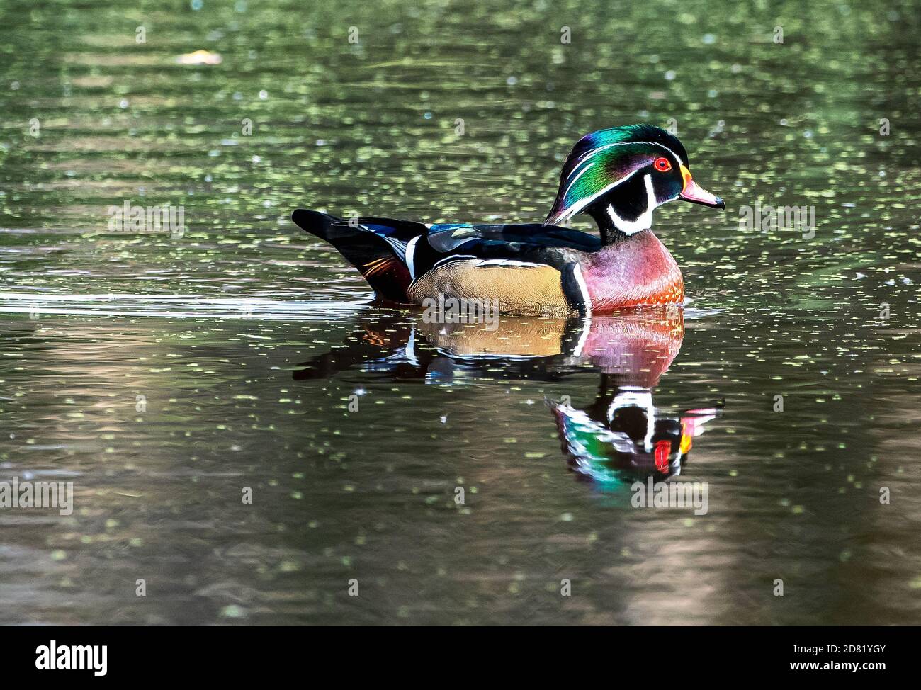 Le canard de bois mâle nage sur l'étang d'automne Banque D'Images