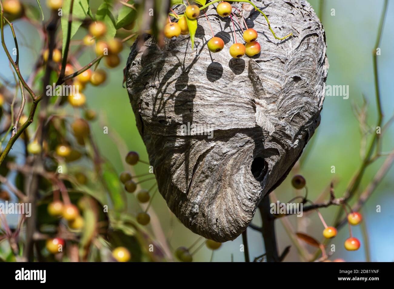 Gros plan d'un nid de guêpe en papier en automne - regarde comme un visage Banque D'Images