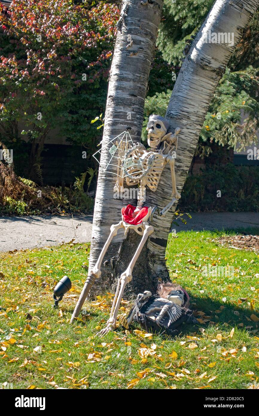 Squelette appuyé contre un peuplier pour la décoration d'Halloween. St Paul Minnesota MN États-Unis Banque D'Images