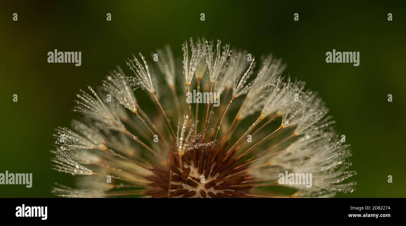 Gros plan de la rosée sur une fleur de pissenlit sauvage Banque D'Images
