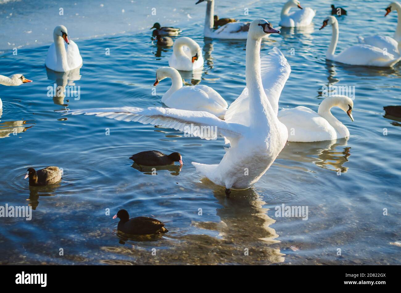 magnifique cygnes blancs et canards oiseaux sur l'étang gelé dans hiver Banque D'Images