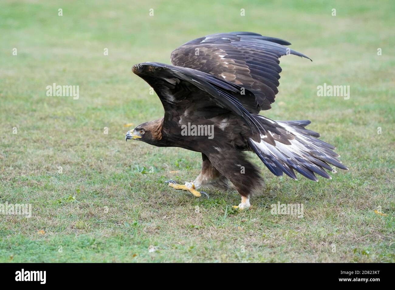 Golden Eagle assis et en vol Banque D'Images