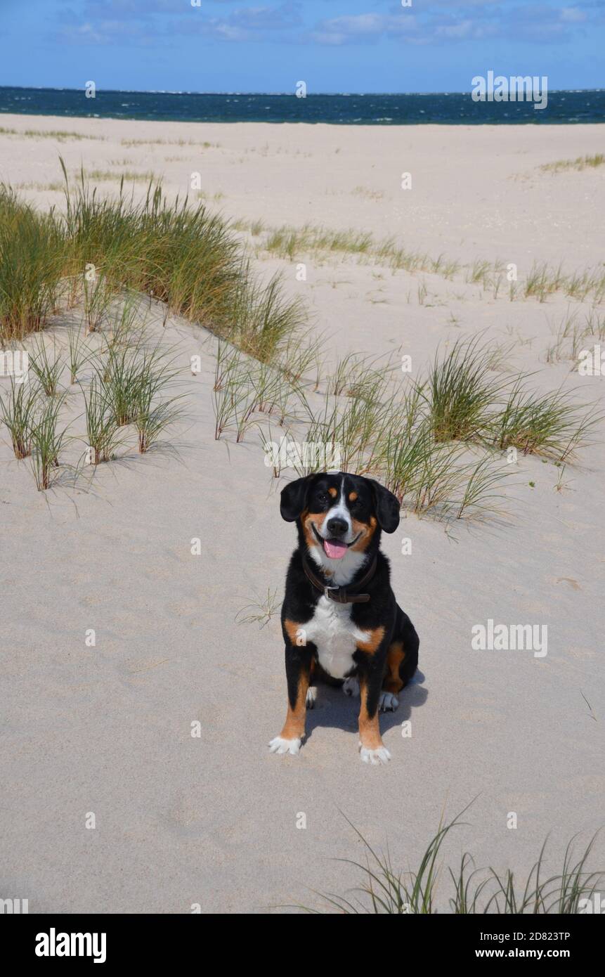 chien de montagne entlebuch sur la plage de la mer du nord Banque D'Images