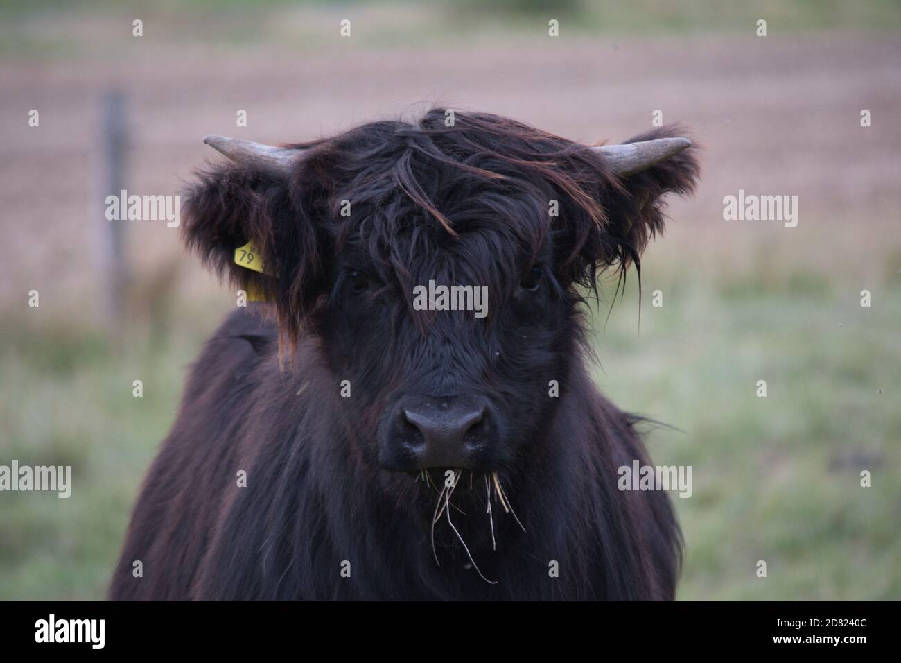 highland vache veau portrait noir Banque D'Images