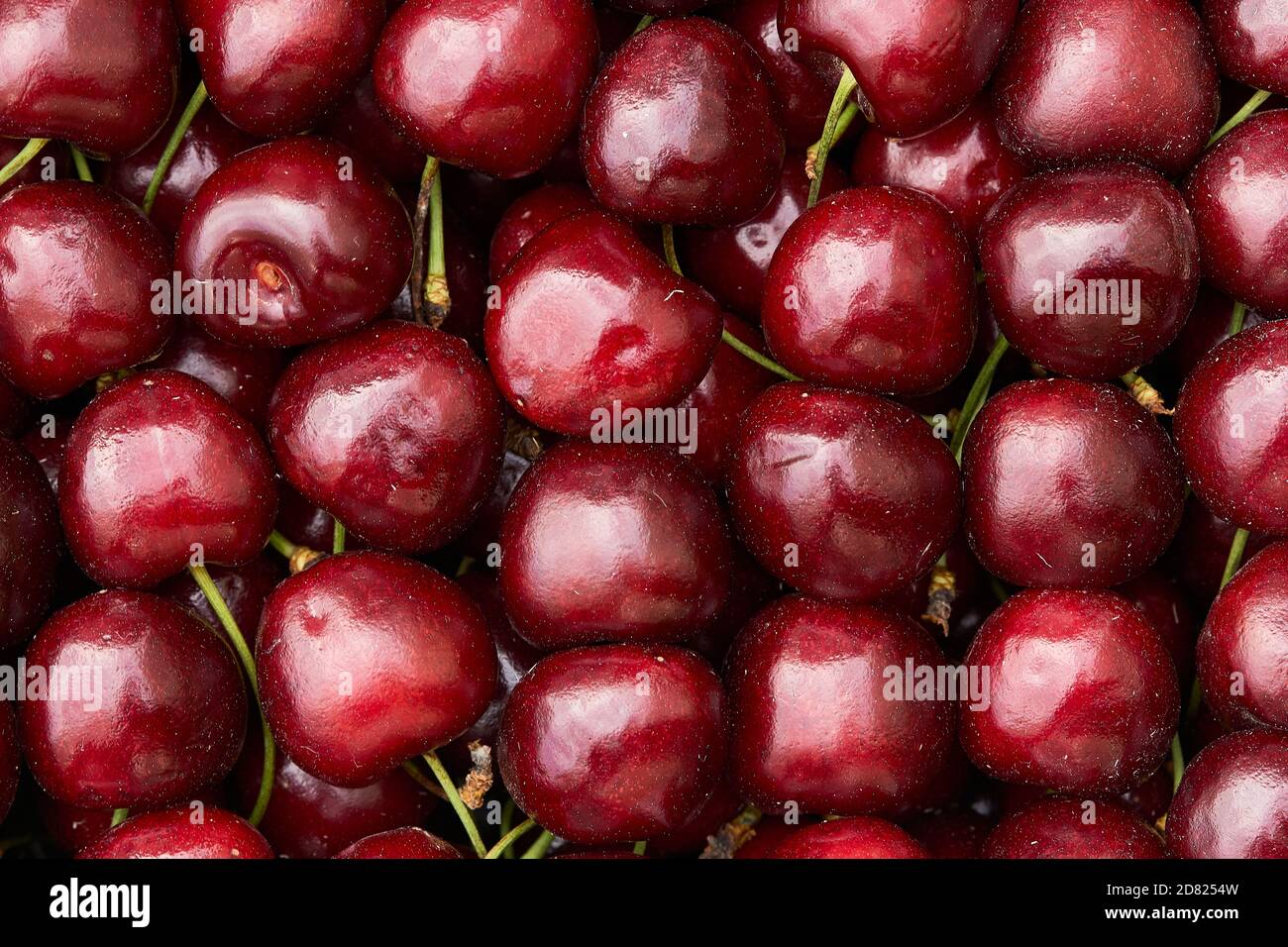 cerisier mûr doux viburnum fond de cerisier. Banque D'Images