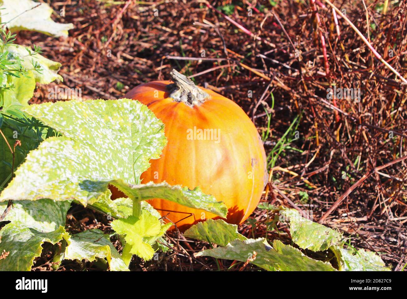 Gros plan de la plante de citrouille avec des feuilles de petit potiron poussant sur un terrain mort à Kenyon Hall Farm, Angleterre Banque D'Images