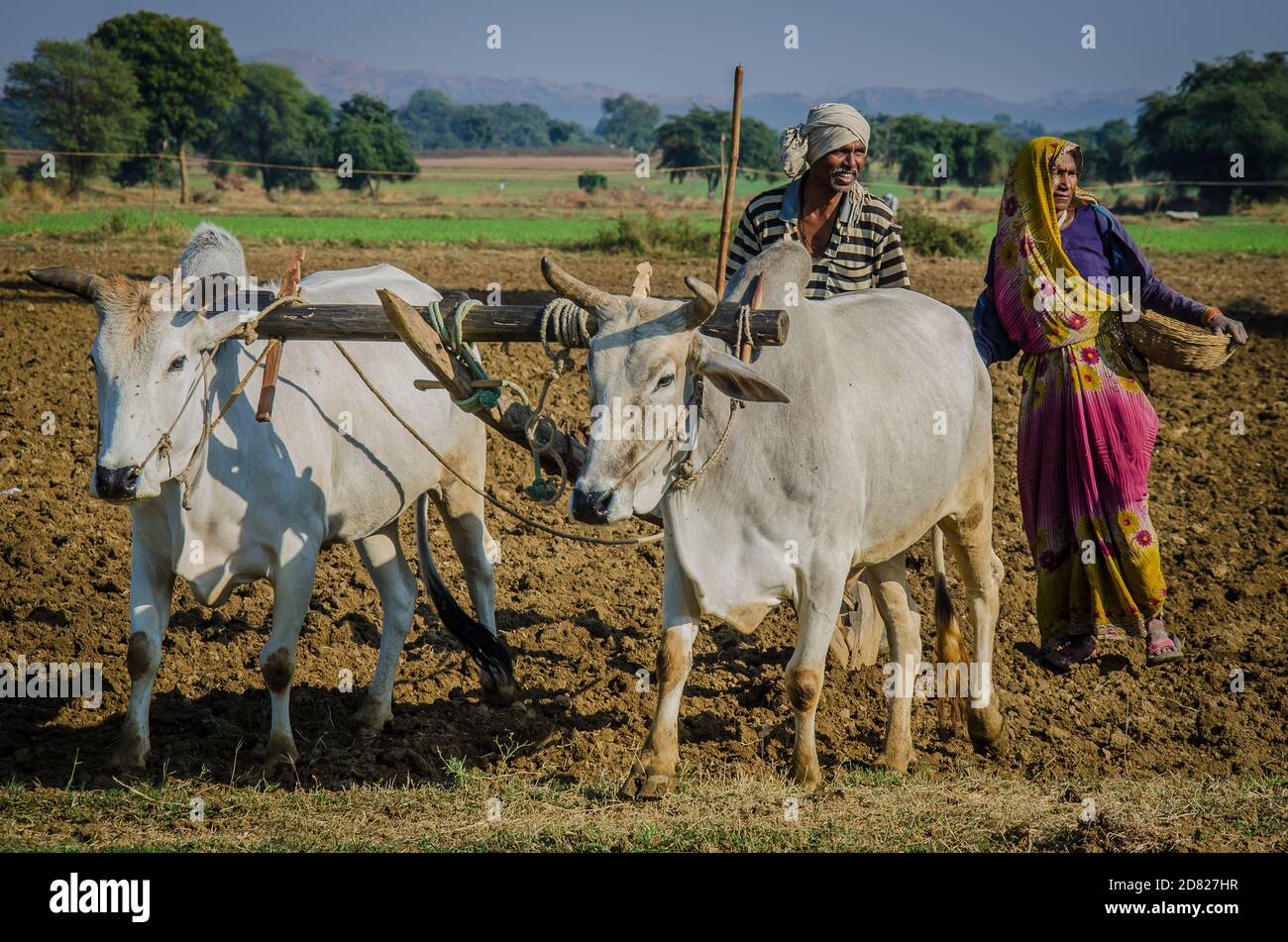 Agriculteur labourant son champ avec une paire de vaches indiennes Banque D'Images