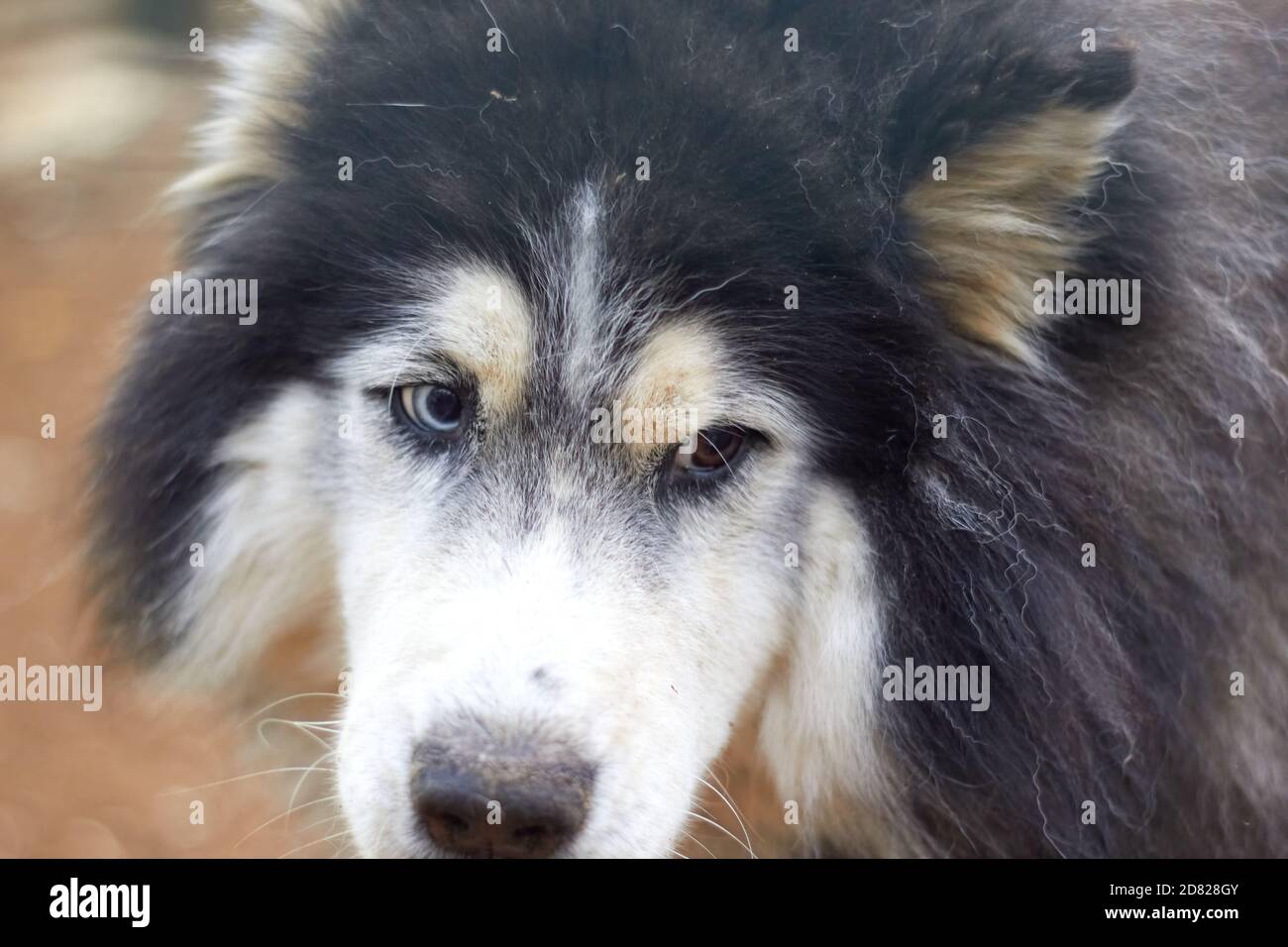 chien à poil long avec yeux husky multicolores Photo Stock - Alamy