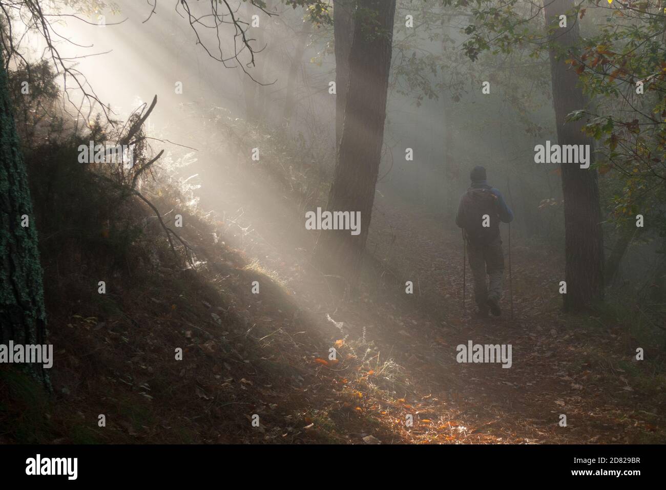Pèlerin marchant seul dans les bois lors de son pèlerinage sur le