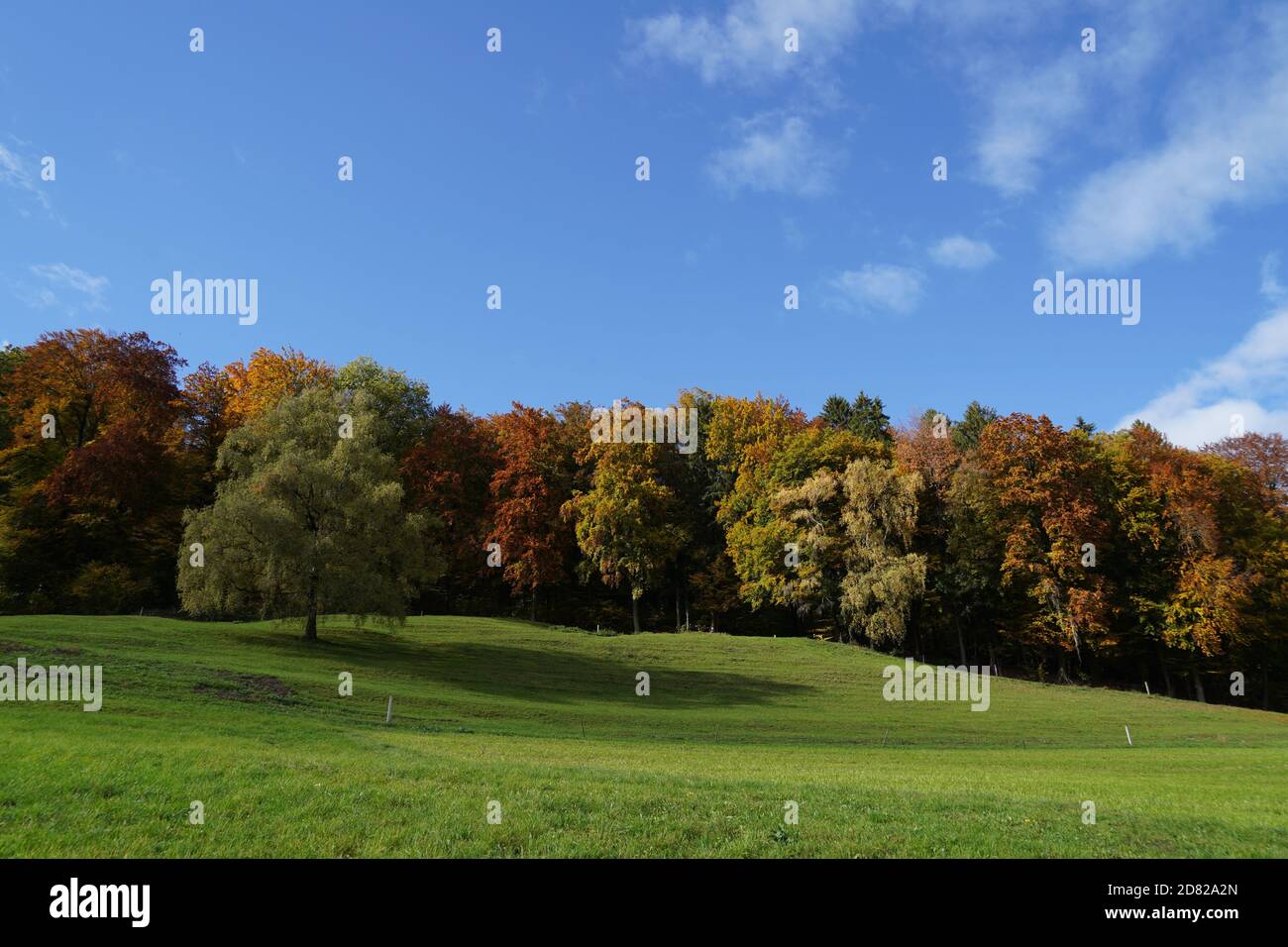Forêt à feuilles caduques en automne dans diverses couleurs avec un pré de couleur vert frais et ciel bleu clair au-dessus. Expression de l'humeur saisonnière. Banque D'Images