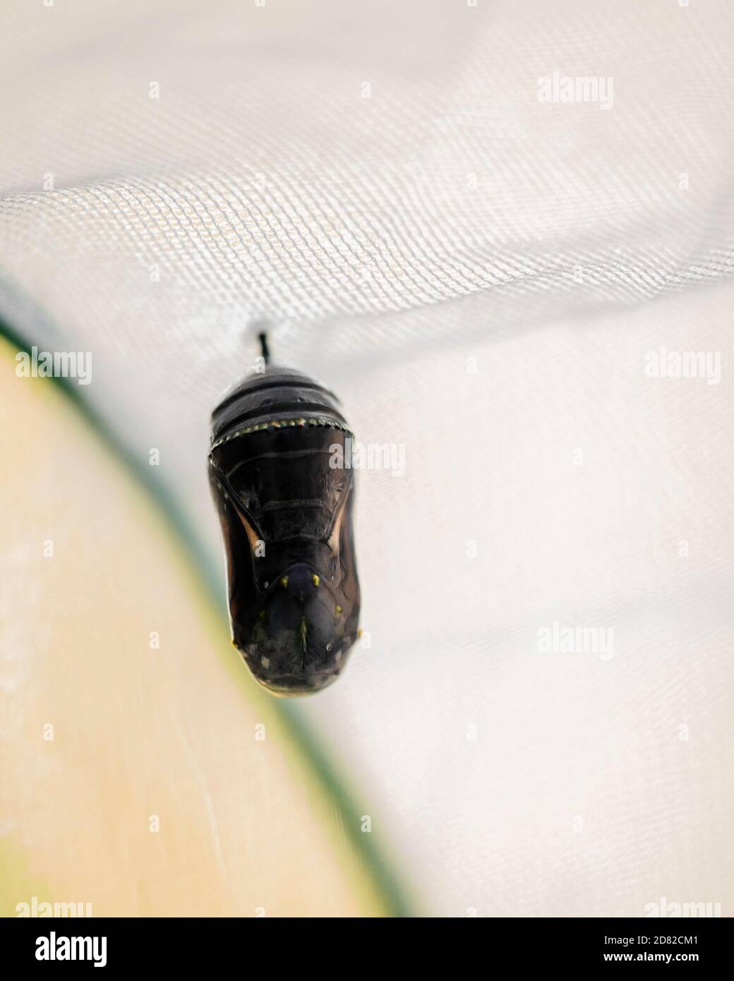 La crysalis d'un papillon monarque, dernière étape après le passage du vert au noir. Il sera bientôt enjoint, ou émerger comme un papillon. Kansas, États-Unis Banque D'Images