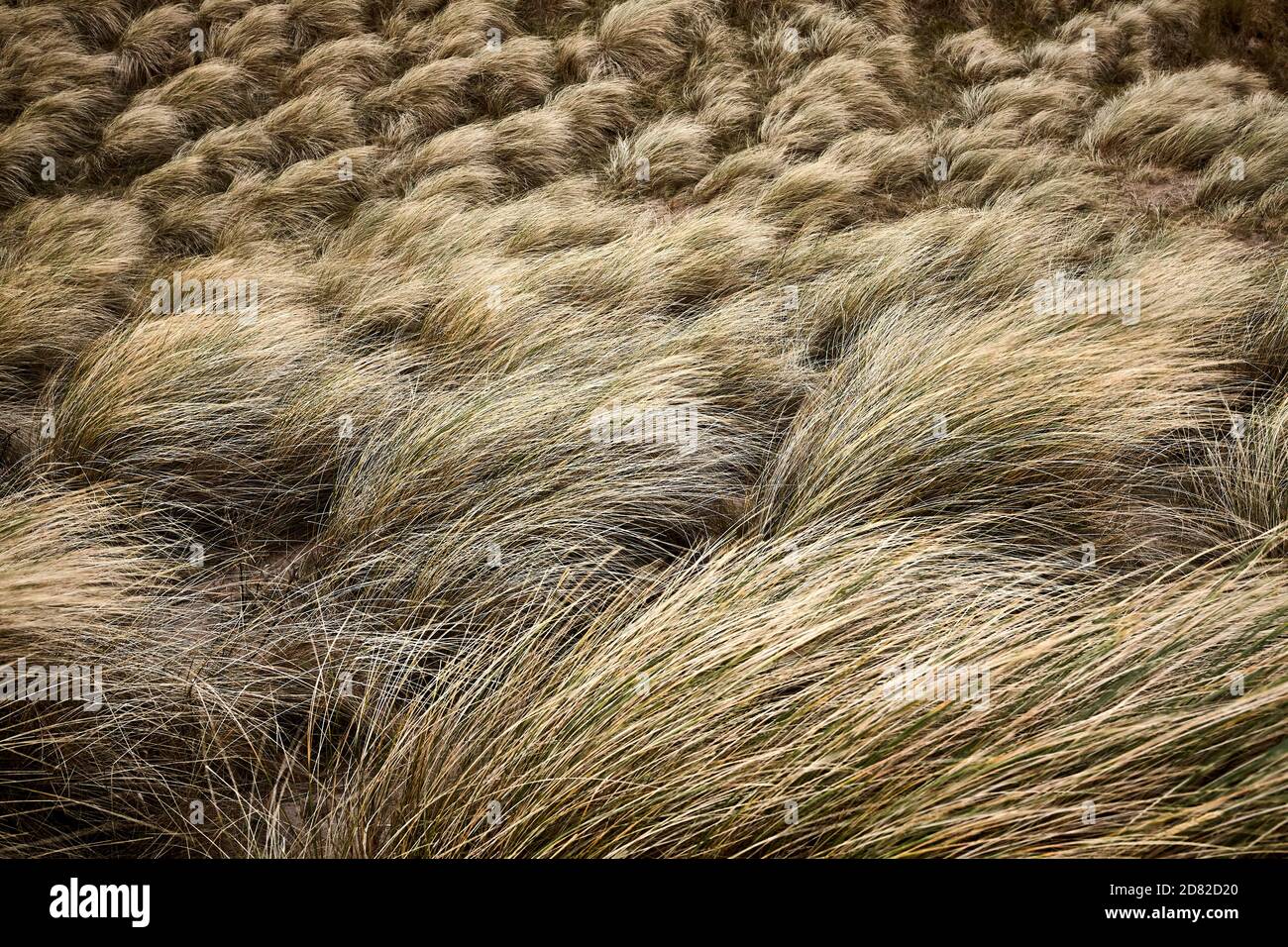 Dunes de sable balayées par le vent herbes de Marram sur la côte écossaise près de Durness sur la NC500 Banque D'Images