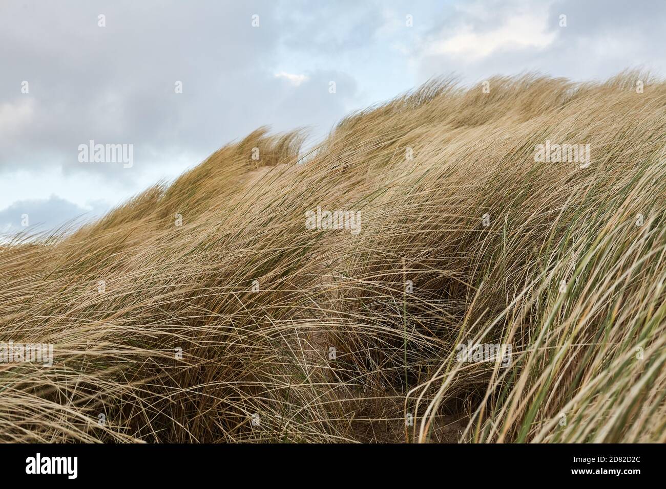 Dunes de sable balayées par le vent herbes de Marram sur la côte écossaise près de Durness sur la NC500 Banque D'Images