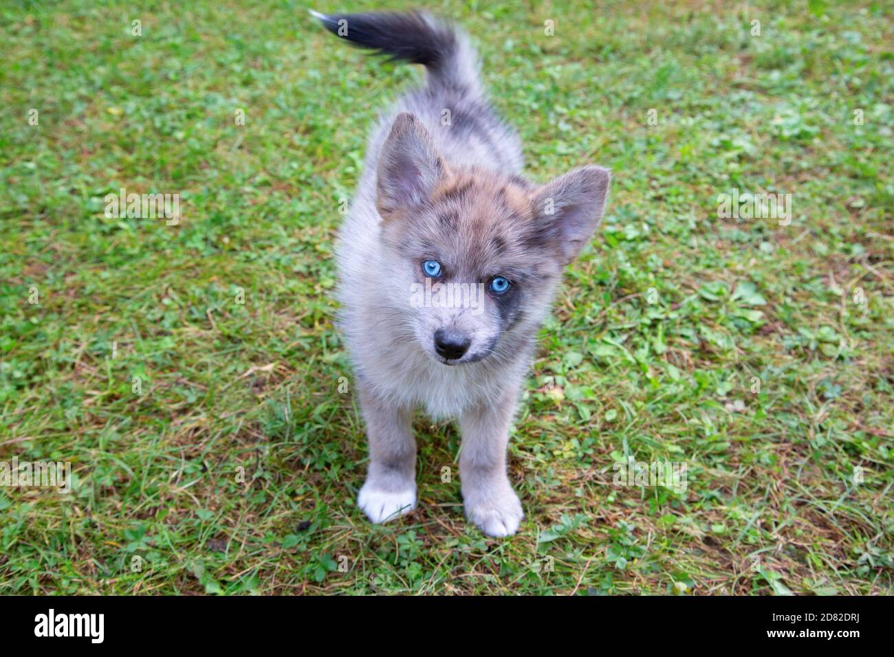 Adorable Chiot Pomsky Aux Yeux Bleus Pomsky Est Une Race Artificielle Melange Du Husky Siberien Et Du Pomeranien Photo Stock Alamy