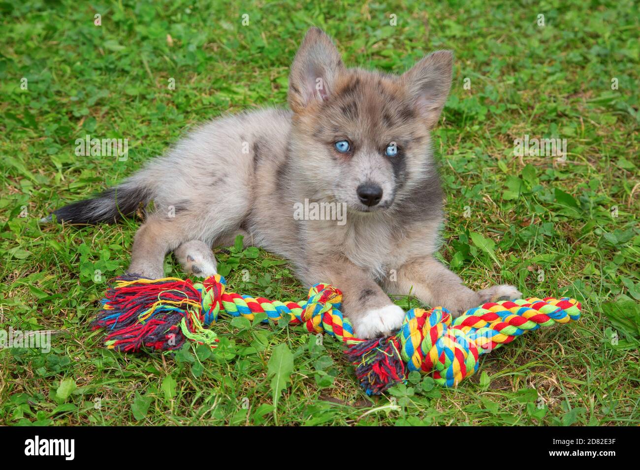 Adorable Chiot Pomsky Aux Yeux Bleus Pomsky Est Une Race Artificielle Melange Du Husky Siberien Et Du Pomeranien Photo Stock Alamy
