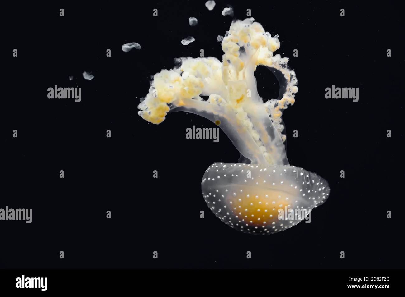 méduses jaunes nageant sous l'eau avec fond noir Banque D'Images
