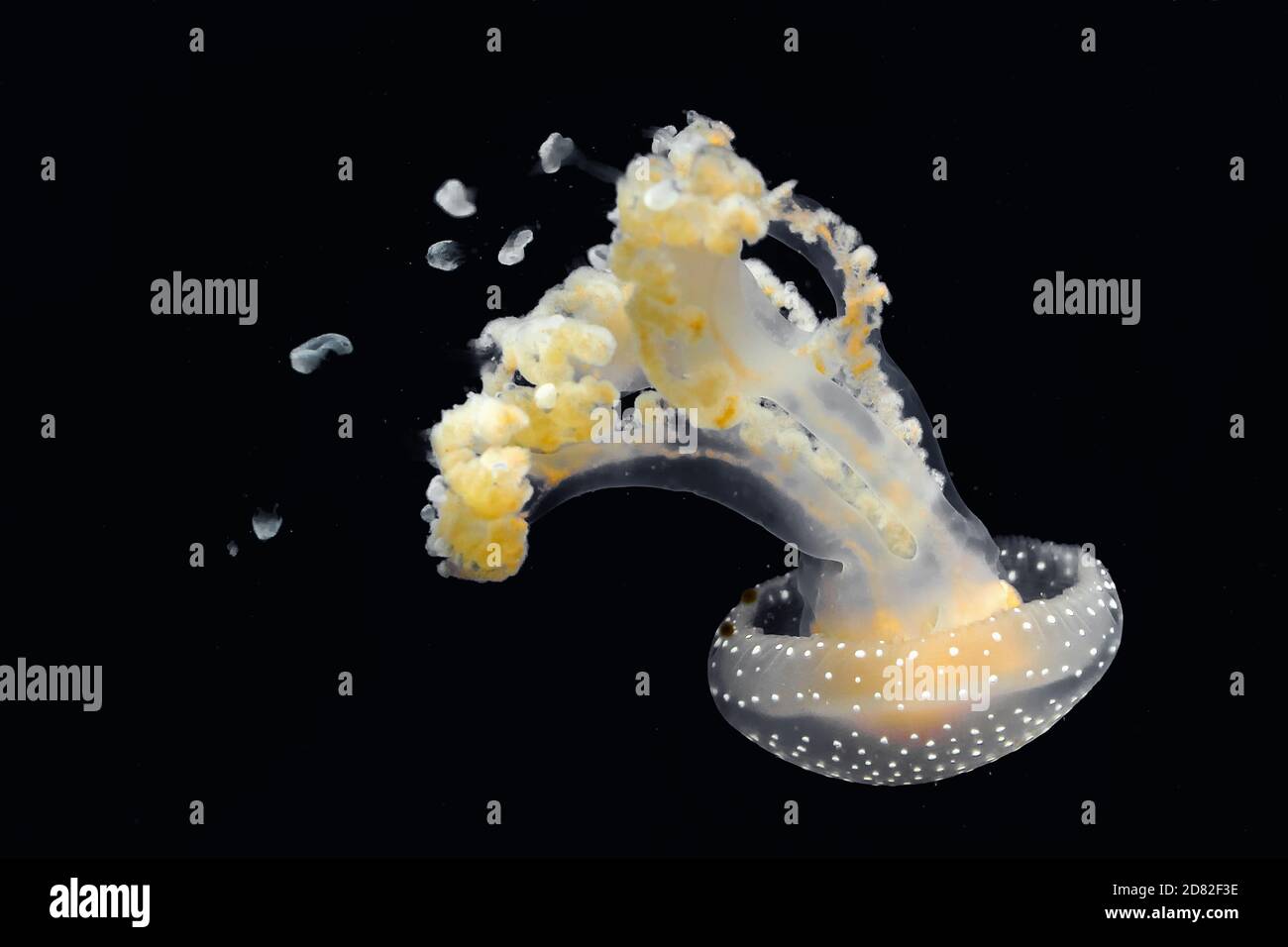 méduses jaunes nageant sous l'eau avec fond noir Banque D'Images