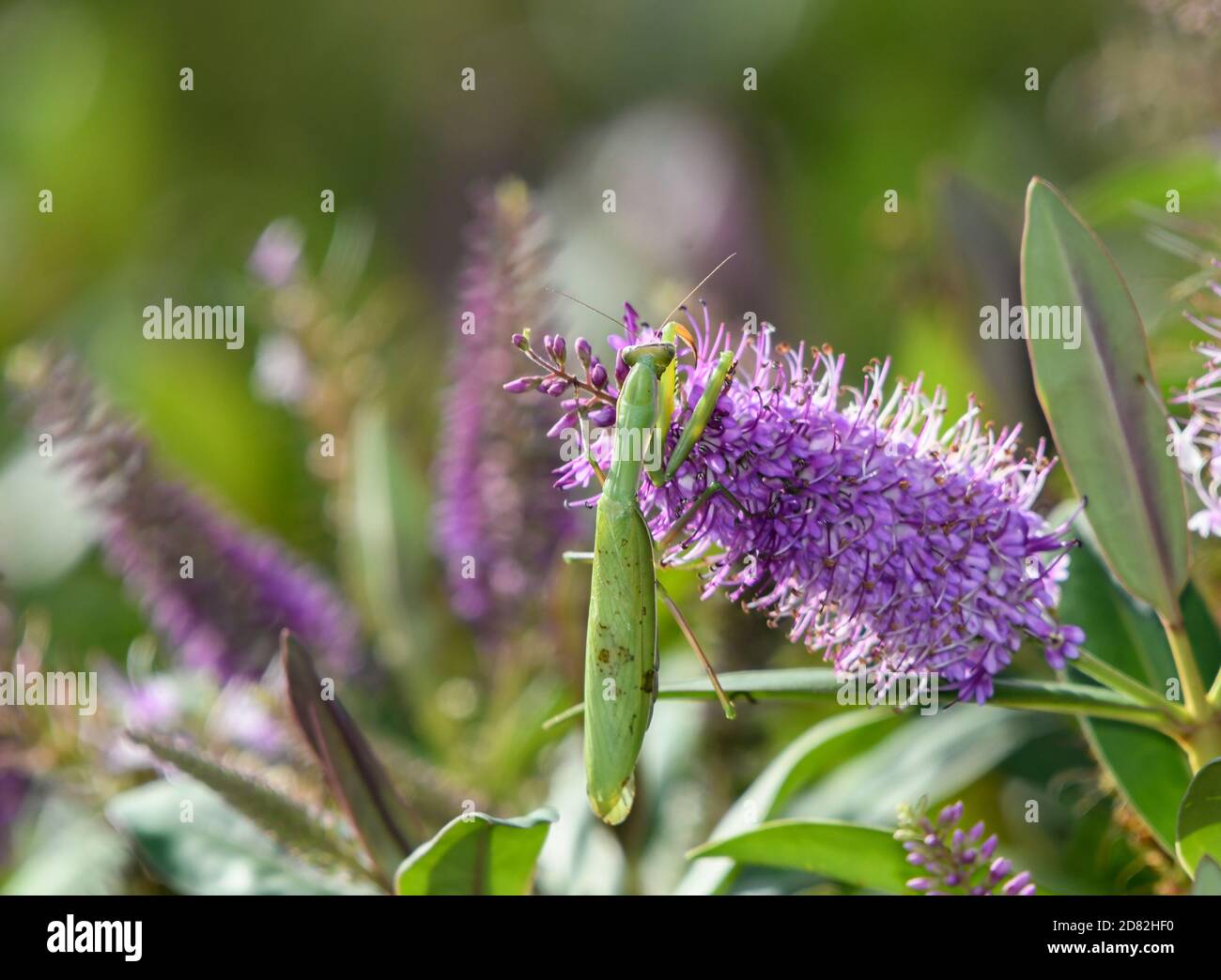Le mantis se cache parmi les fleurs de l'hébe Banque D'Images