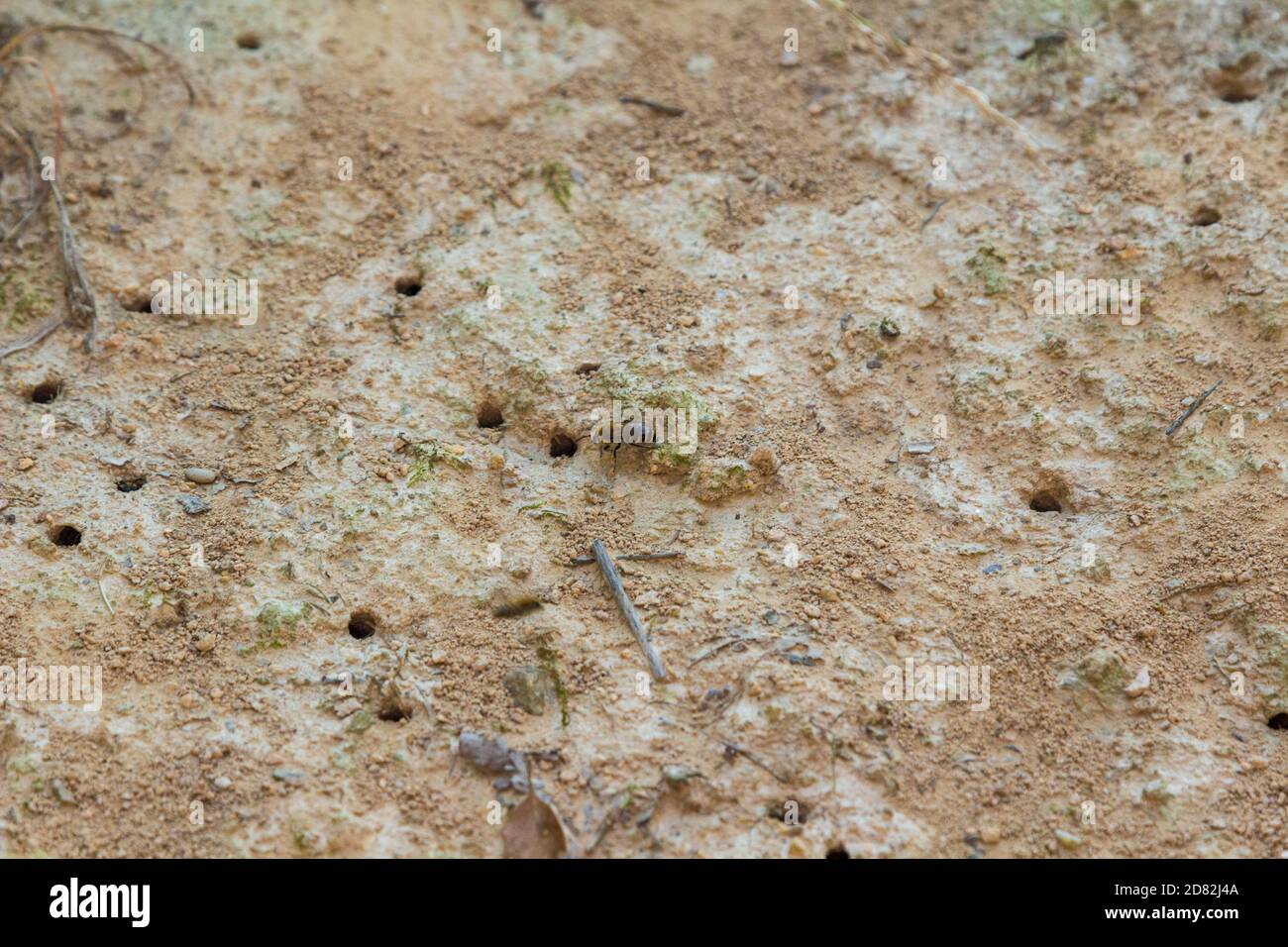 Abeille minière à côté de son trou sur le sol, Hongrie, Europe Banque D'Images