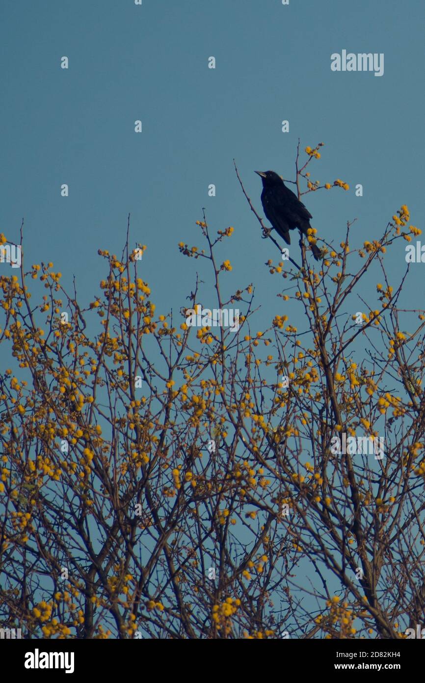 Observation d'oiseaux dans un sanctuaire naturel Banque D'Images